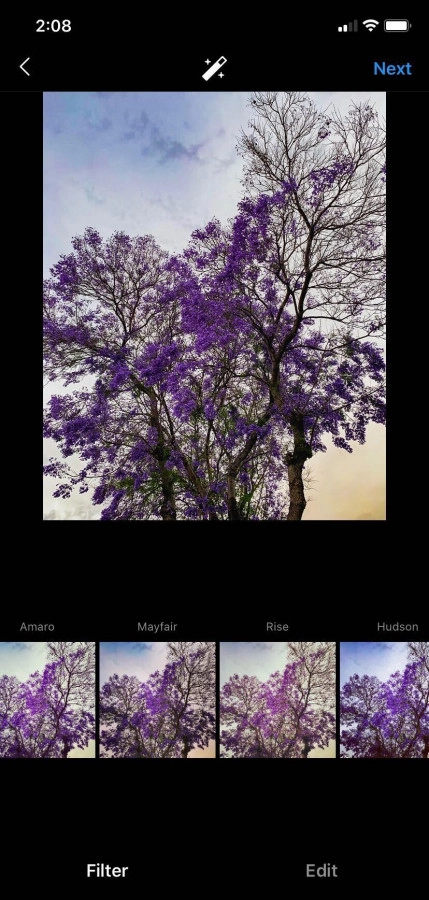 lavender tree in edit edit trying out filters