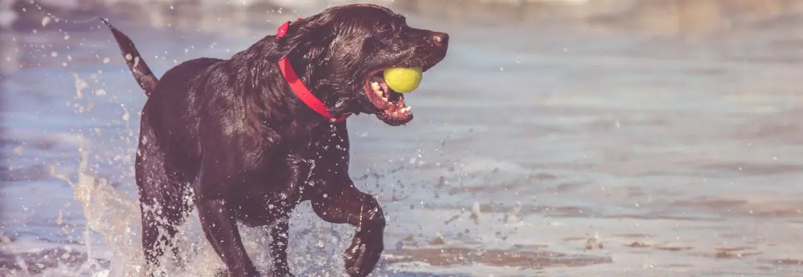 Celebrating Our Office Furry Friend this Love Your Pet Day